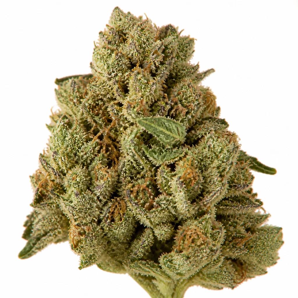 Ilustración de un cogollo verde con filamentos anaranjados para la ficha de Sweet Mandarine Zkittlez XL Auto de Sweet Seeds.