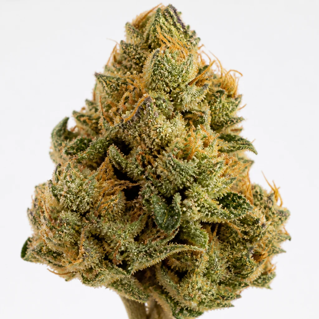 Ilustración de un cogollo verde con hojas puntiagudas, pistilos naranjas y cobertura blanquecina para la ficha de Tropical Tangie Feminizada.