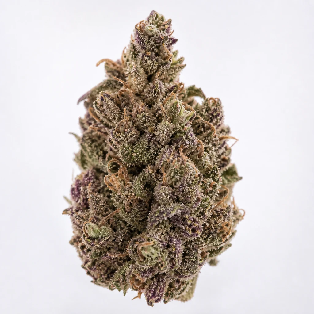 Ilustración de un cogollo para la ficha de Violeta Regular de ACE Seeds, con tonos verdes y violetas y pistilos anaranjados.