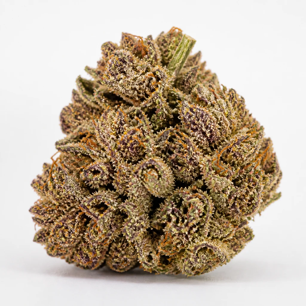 Ilustración de un cogollo compacto con tonos morados y pistilos anaranjados para la ficha de Wedding Gelato Feminizada de Royal Queen Seeds.