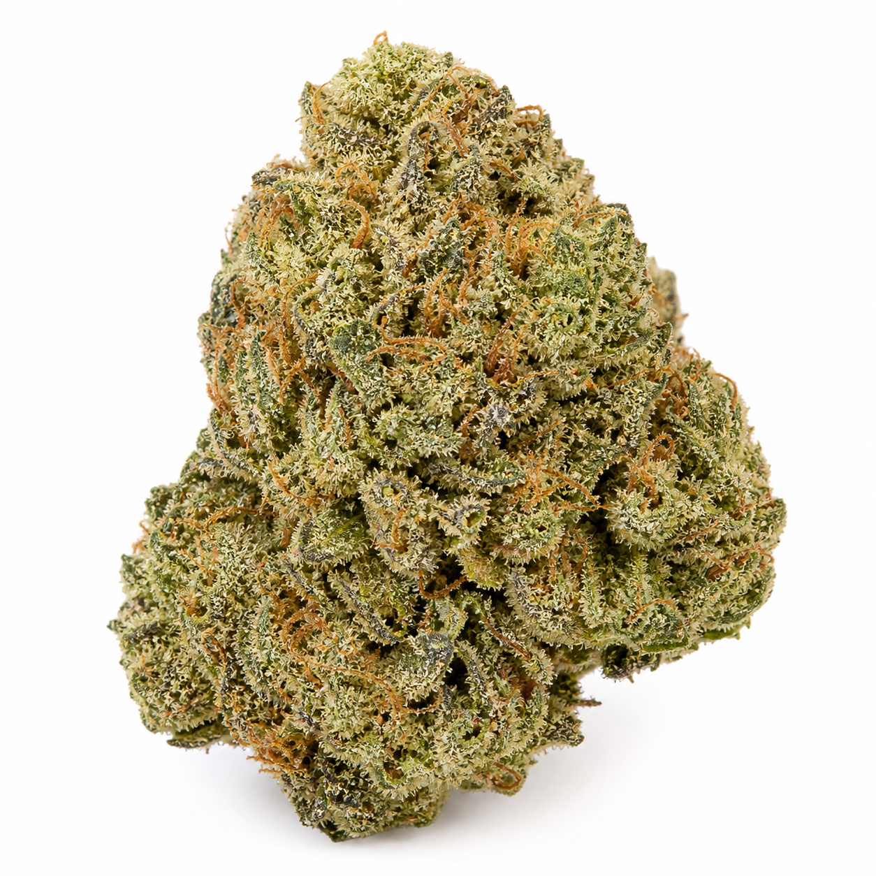Primer plano de un cogollo de West Coast O.G. Auto de Fast Buds, con tonos verdes, pistilos anaranjados y abundantes tricomas visibles.